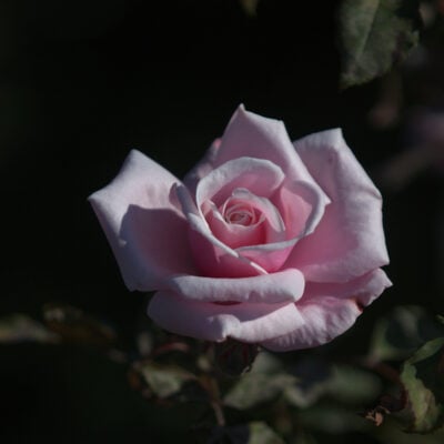 Blossomtime