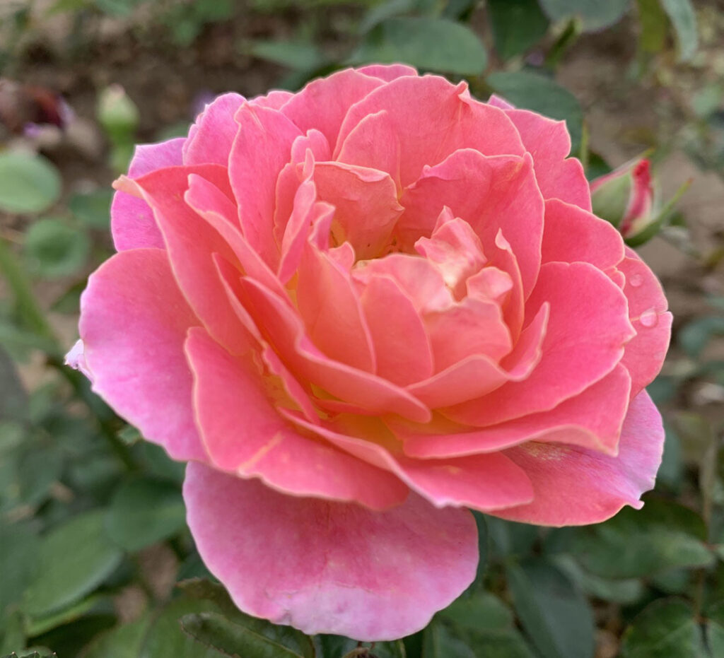 Grandiflora Archives - Riem's Family Nursery