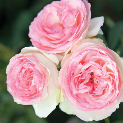 Eden Climber®