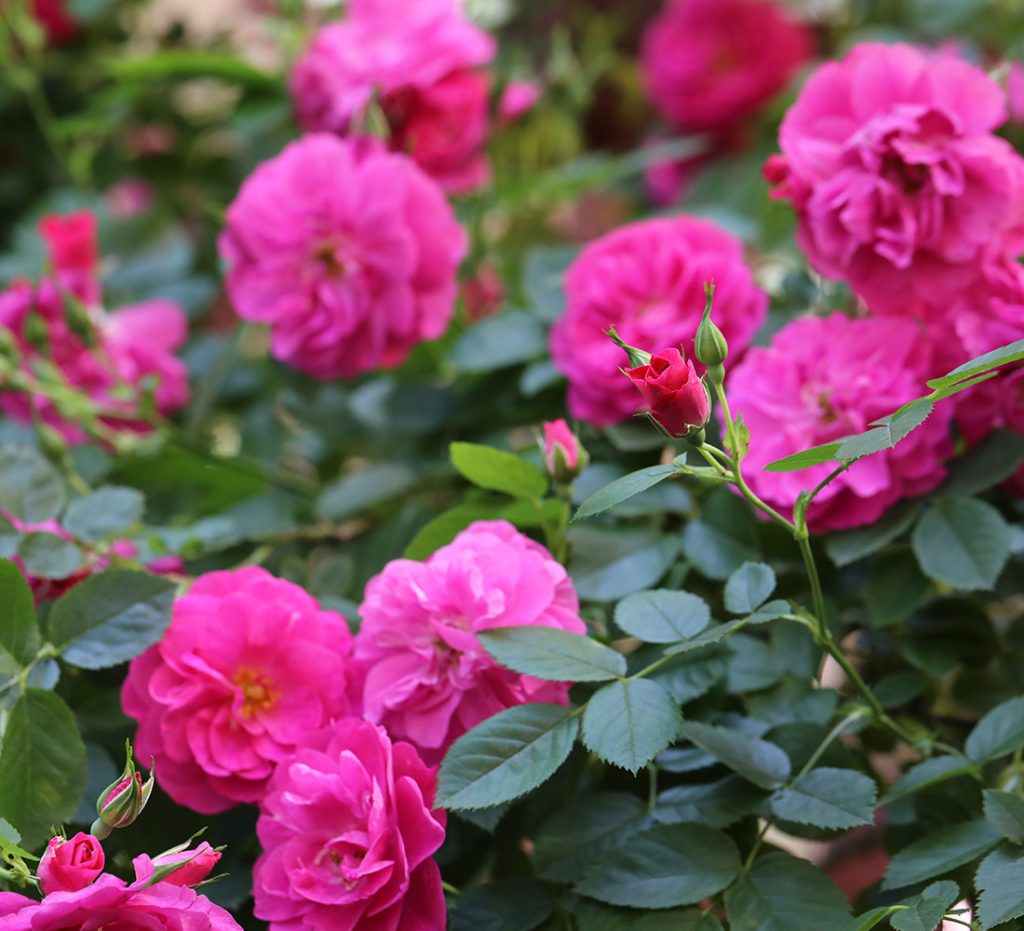Shrub Archives - Riem's Family Nursery