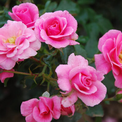 Our Rosy Carpet