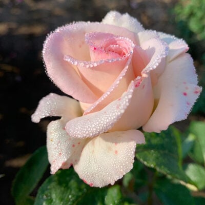 Pink Promise