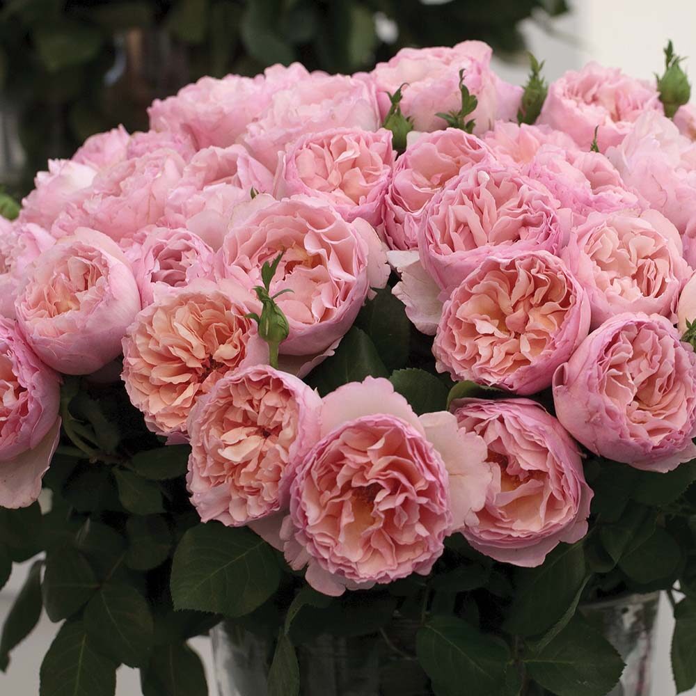 Princesse Charlene de Monaco® - Image 2