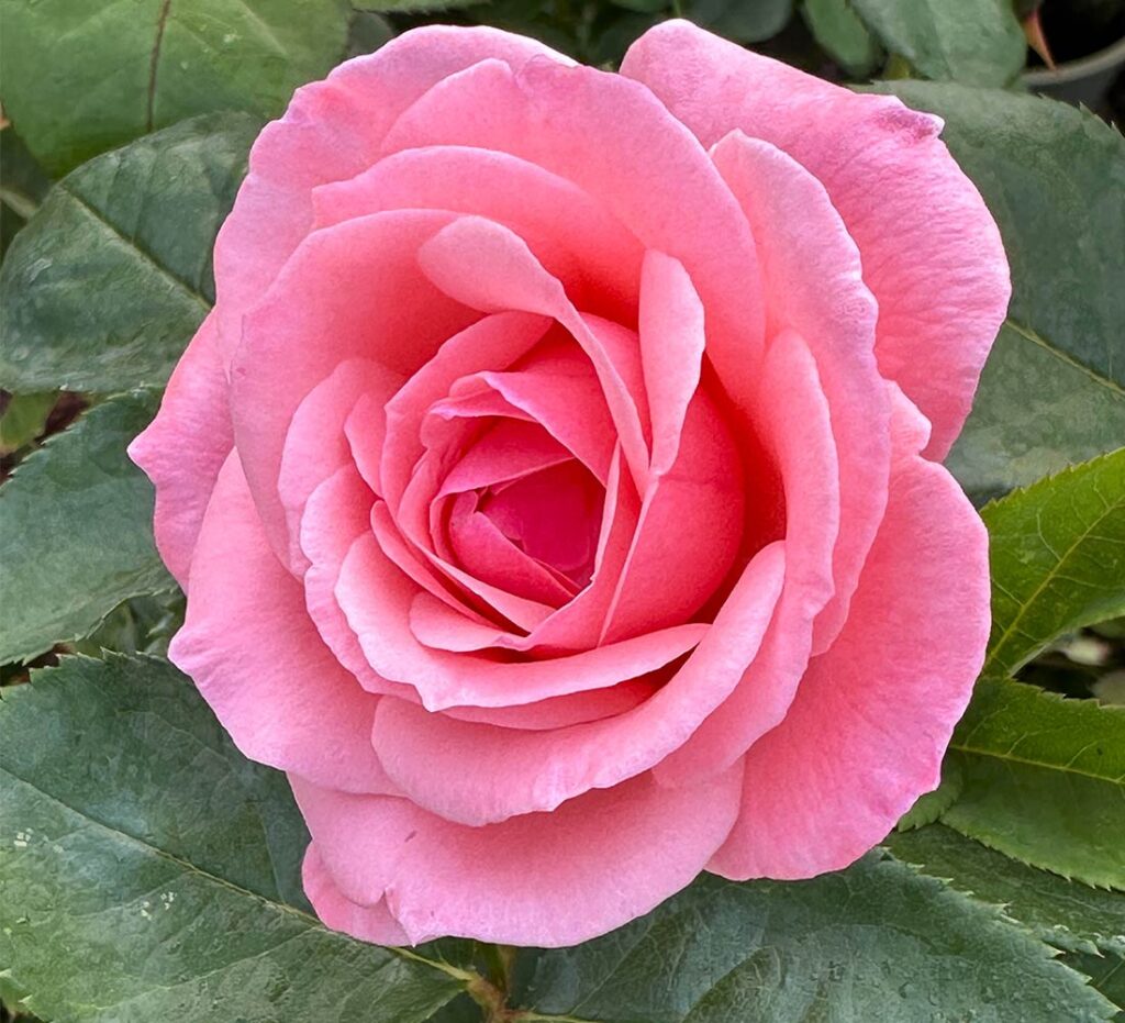 Grandiflora Archives - Riem's Family Nursery