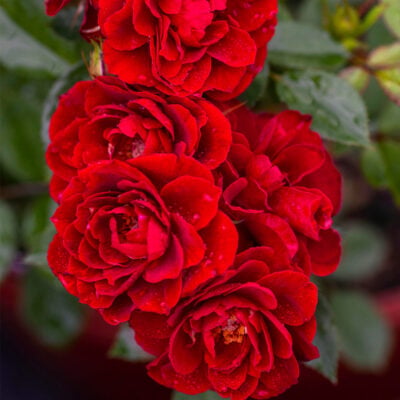 Sunblaze® Red