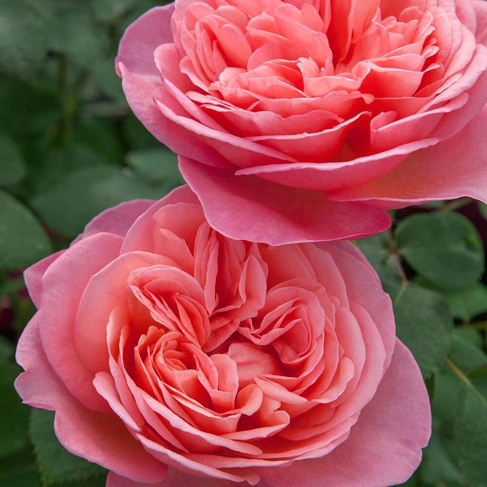 Sweet Mademoiselle™ - Image 2