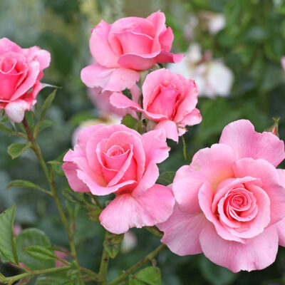 Tickled Pink