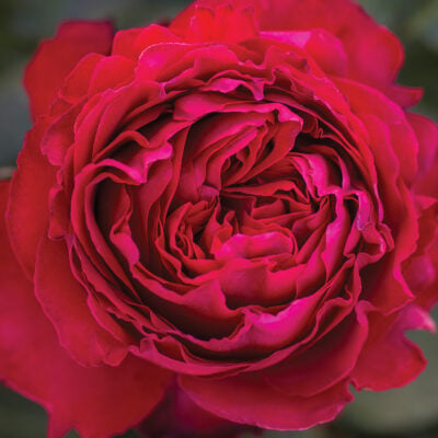 Traviata®