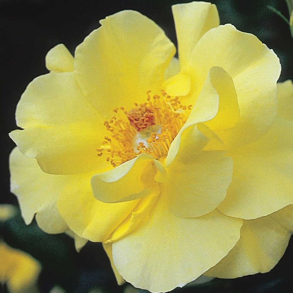 Yellow Blaze