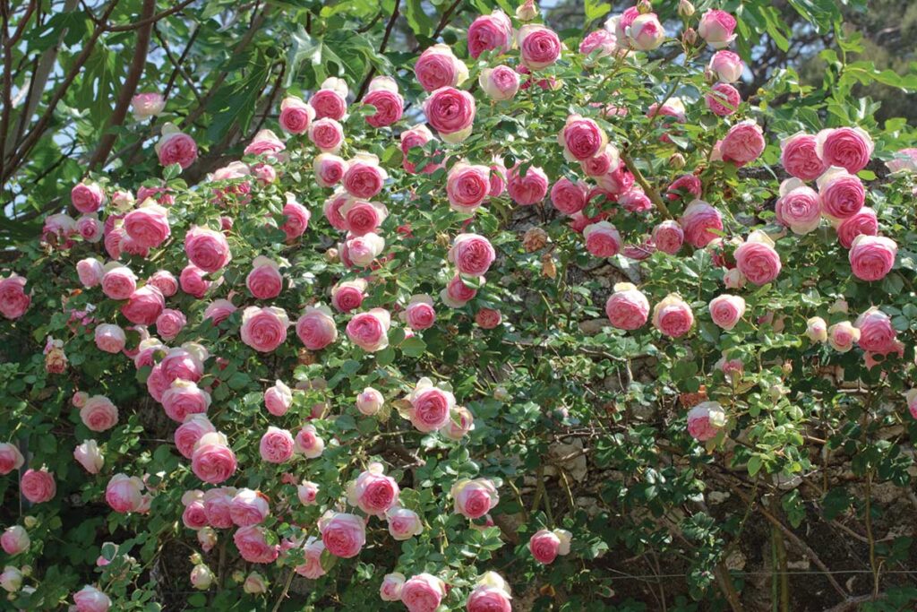 Rose Pruning - Riem's Family Nursery
