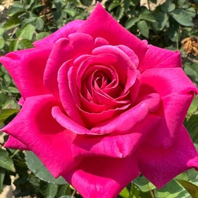 Pink Peace