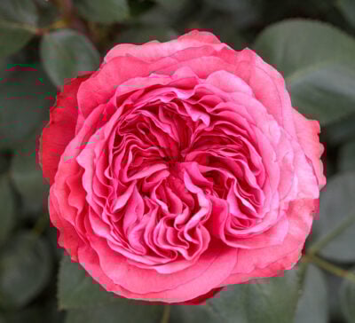 Loves Me, Loves Me Not™