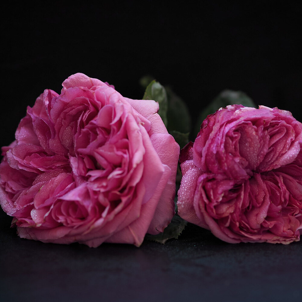 Loves Me, Loves Me Not™ - Image 2