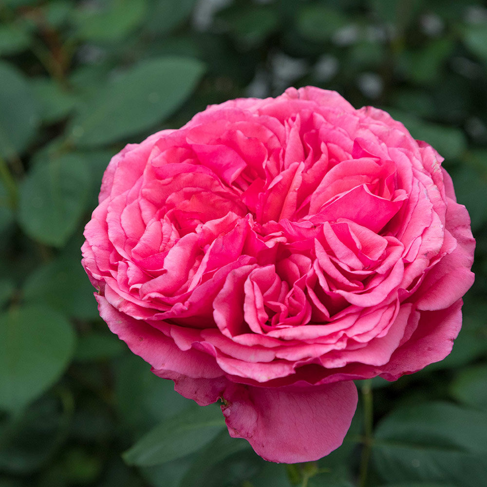 Loves Me, Loves Me Not™ - Image 3