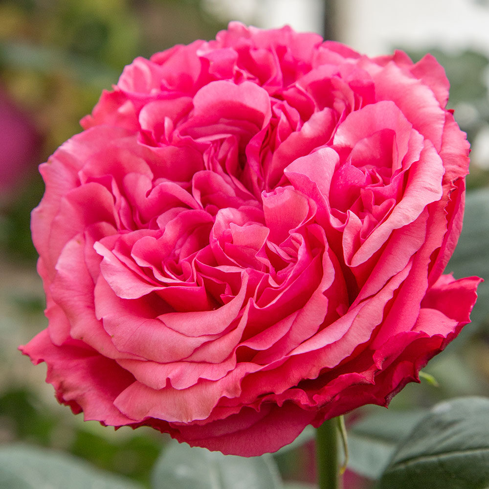 Loves Me, Loves Me Not™ - Image 5