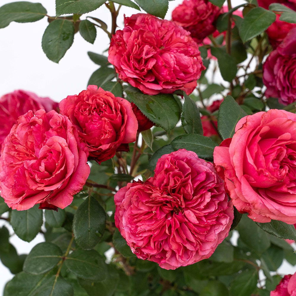 Loves Me, Loves Me Not™ - Image 6