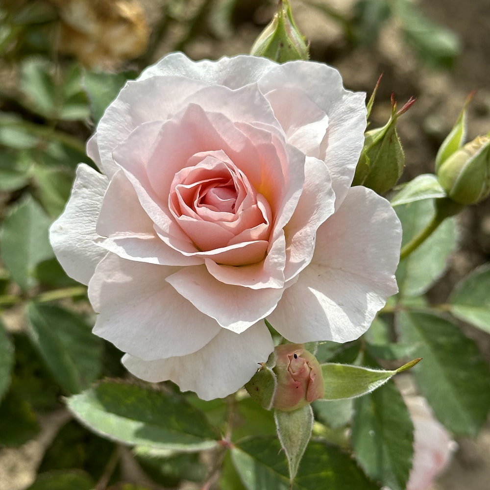 Morden Blush